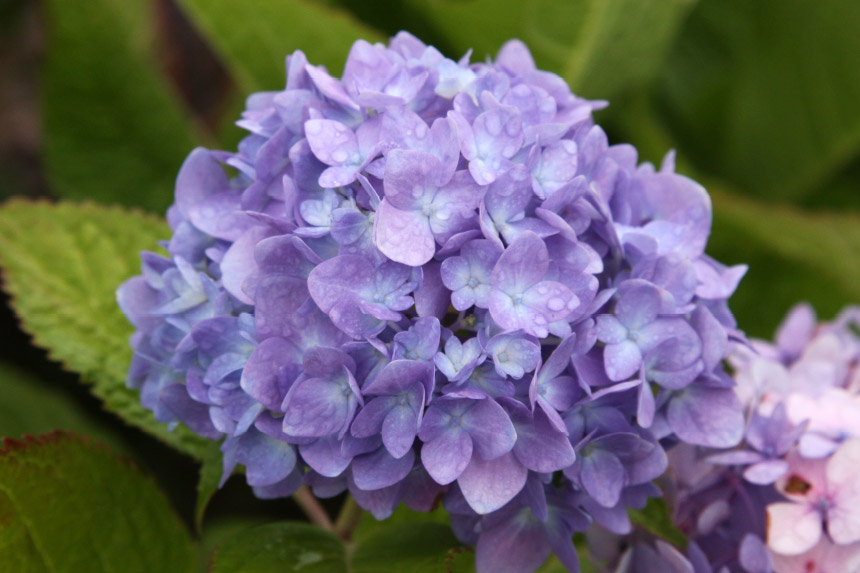 Changing The Colour of Your Hydrangeas – Vandermeer Nursery