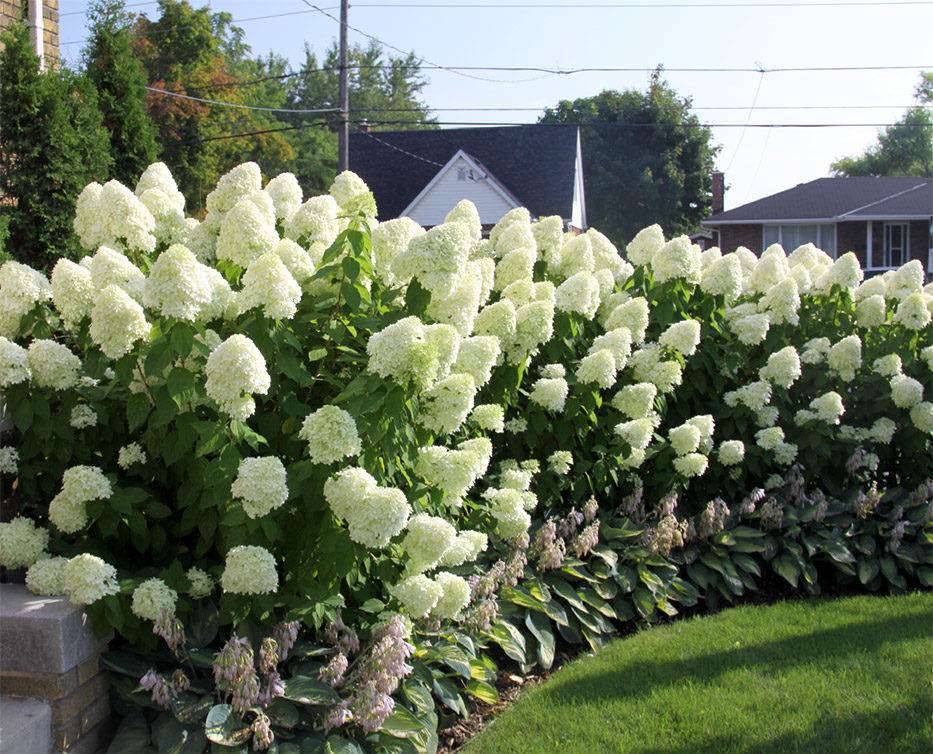 JONY PARK How to Choose the Best Hydrangeas to Grow in Your Garden?