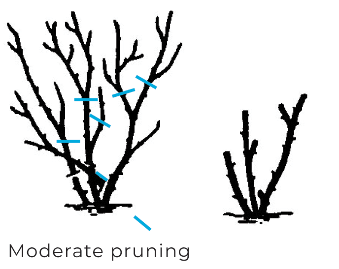 Maintaining Your Roses – Pruning – Vandermeer Nursery