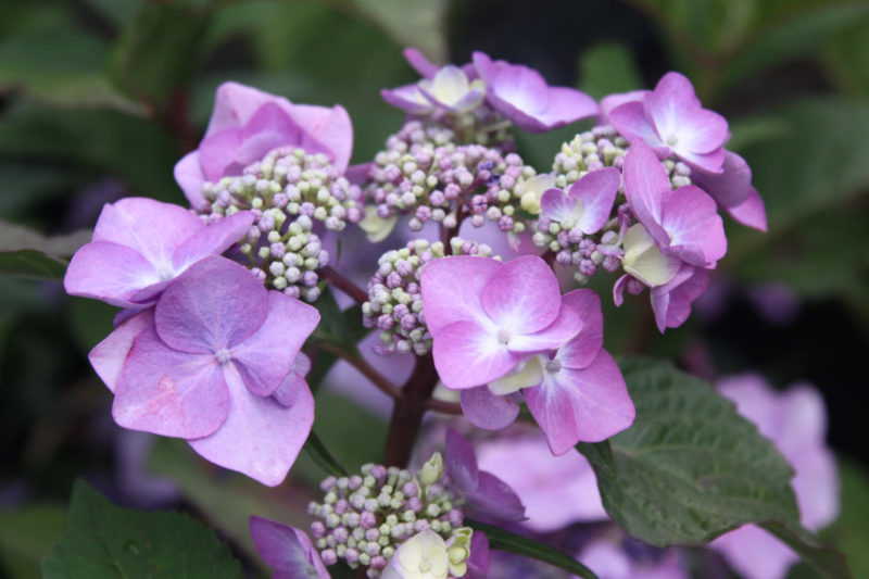 Changing The Colour Of Your Hydrangeas Vandermeer Nursery   Hydrangeas Mophead2 800x533 